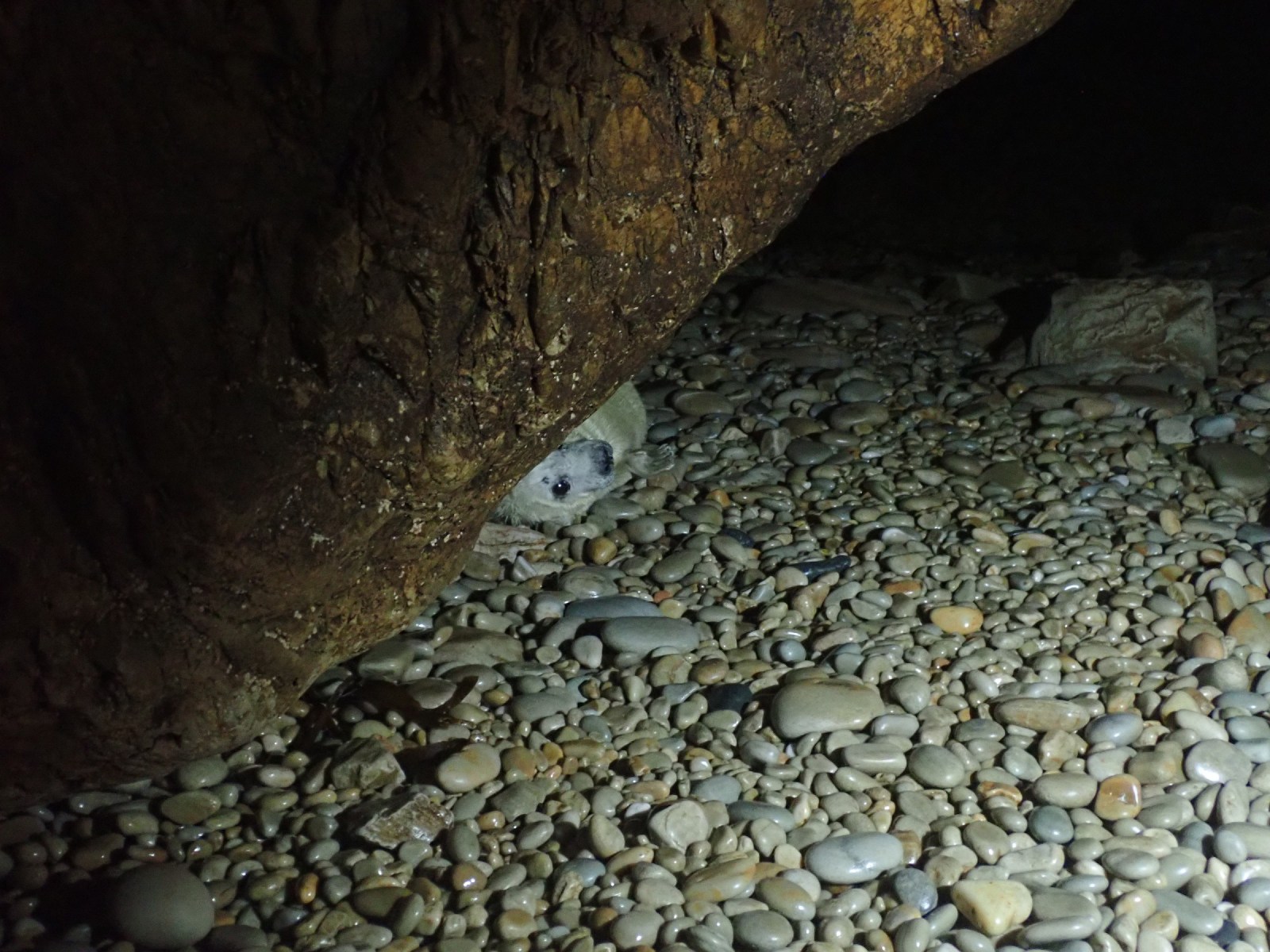 Cryptic Grey seal Hornhead