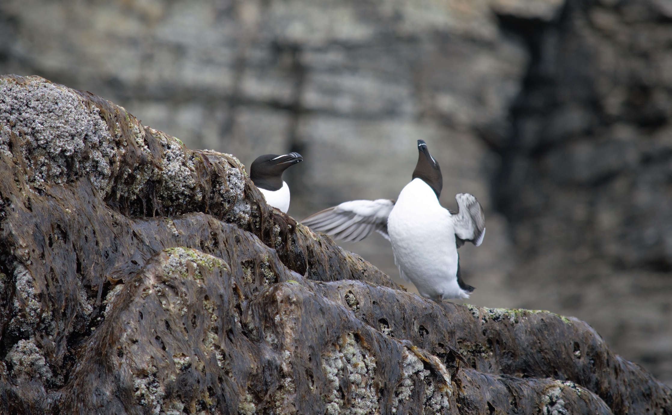 Razorbills Hornhead